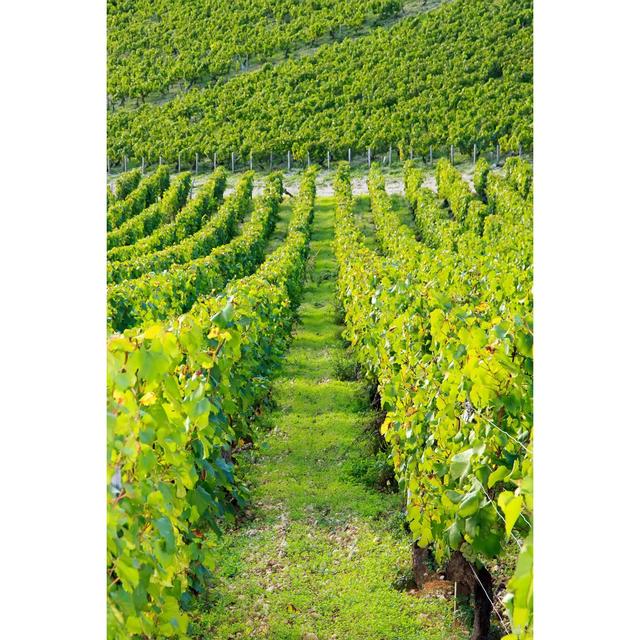 Vineyards, Burgundy France 17 Stories Size: 46cm H x 30cm W on Productcaster.