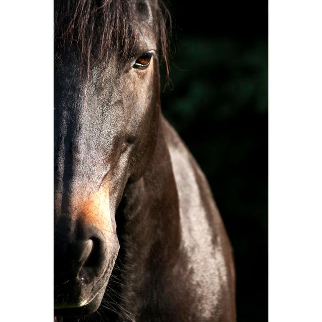 Horse Portrait - Wrapped Canvas Photograph Brambly Cottage Size: 30cm H x 20cm W x 3.8cm D on Productcaster.