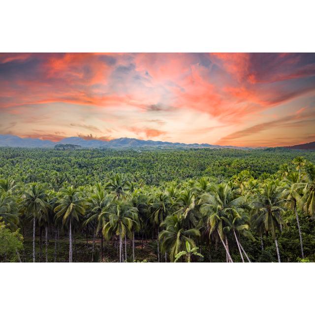 Palm Tree Forest Is Siargao, Philippines. by Travel Wild - Wrapped Canvas Photograph Bay Isle Home Size: 51cm H x 76cm W on Productcaster.