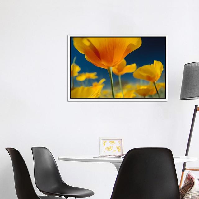 Mexican Golden Poppy, New Mexico by Tim Fitzharris - Gallery-Wrapped Canvas Giclée on Canvas Lark Manor Size: 66.04cm H x 101.6cm W, Format: White Fra on Productcaster.