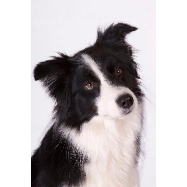 Cute Border Collie by Happyborder - No Frame Art Prints on Canvas 17 Stories Size: 60cm H x 40cm W on Productcaster.