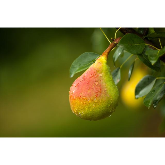 Pear on Branch by Alexandrumagurean - Wrapped Canvas Photograph 17 Stories Size: 30cm H x 46cm W on Productcaster.