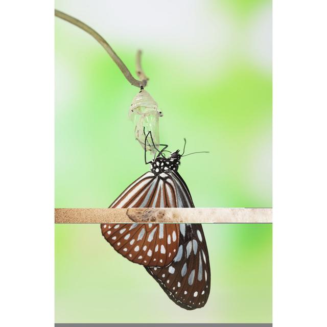 Butterfly Change Form Chrysalis by RyanKing999 - Wrapped Canvas Print Brambly Cottage Size: 122cm H x 81cm W on Productcaster.