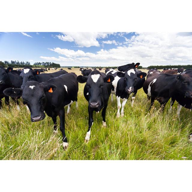 Dairy Cow on Grassy Field by Tbgrant - Wrapped Canvas Photograph Brambly Cottage Size: 51cm H x 76cm W on Productcaster.