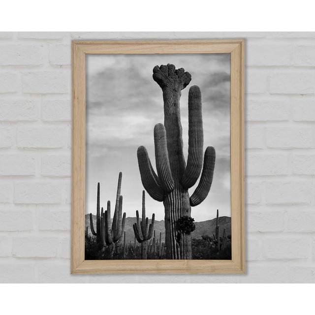 Ansel Adams Cactus In Saguaro National Monument In Arizona B N W - Single Picture Frame Art Prints Bright Star Size: 29.7cm H x 21cm W x 1.5cm D on Productcaster.