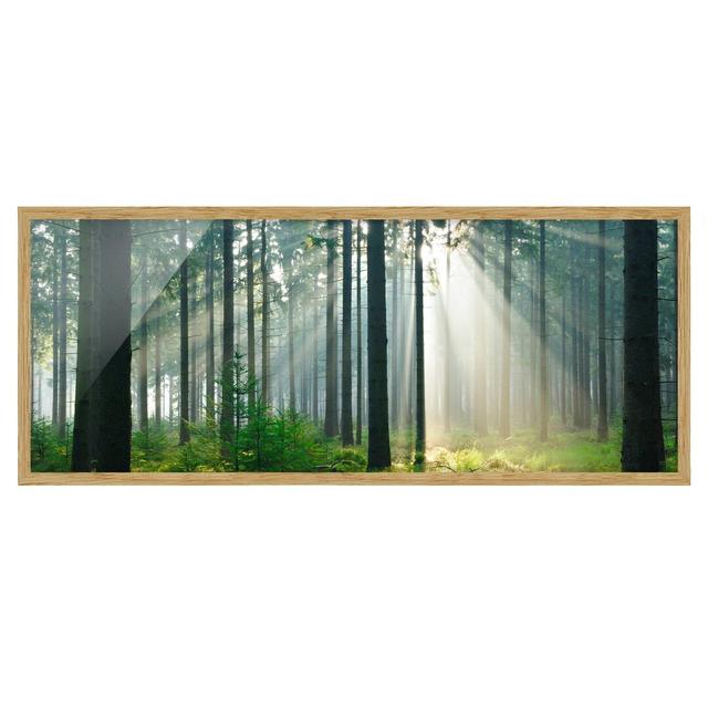 Enlightened Forest - Picture Frame Graphic Art Union Rustic Size: 40cm H x 100cm W x 2cm D, Frame Option: Brown Framed on Productcaster.