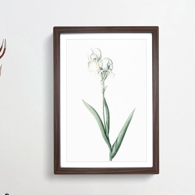 Tall-Bearded Iris by Pierre-Joseph Redoute - Picture Frame Art Print East Urban Home Frame Option: Walnut Framed, Size: 48cm H x 36cm W x 2cm D on Productcaster.