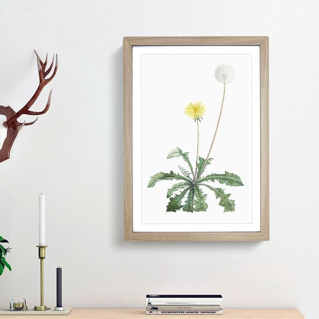 Blooming Dandelion by Pierre-Joseph Redoute - Picture Frame Painting Print East Urban Home Size: 36cm H x 27cm W x 2cm D, Frame Option: Oak Framed on Productcaster.