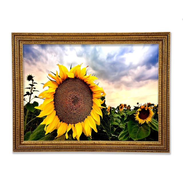 Sunflower Close Up In The Sky - Print August Grove Size: 59.7cm H x 84.1cm W x 3cm D on Productcaster.