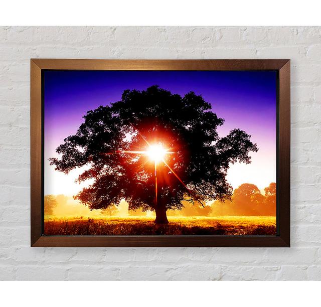 Sun Burst Through The Tree - Print Bright Star Size: 100cm H x 141.4cm W on Productcaster.