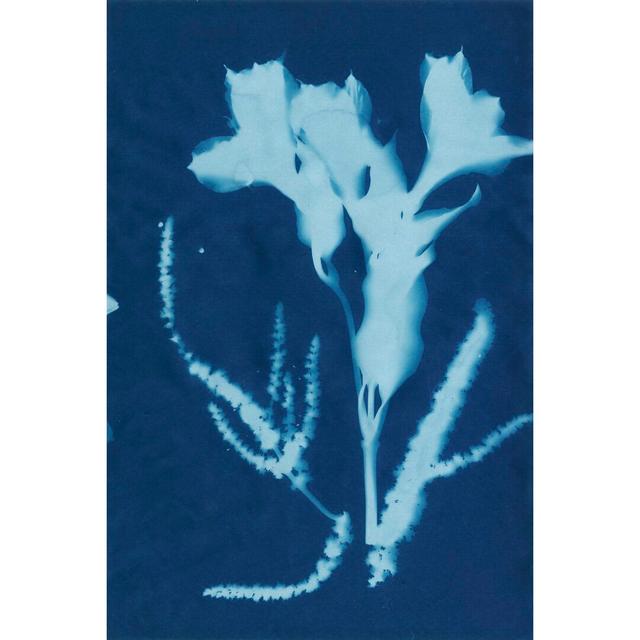 Cyanotype No.17 by Jenna Guthrie - Wrapped Canvas Graphic Art Rosalind Wheeler Size: 122cm H x 81cm W on Productcaster.