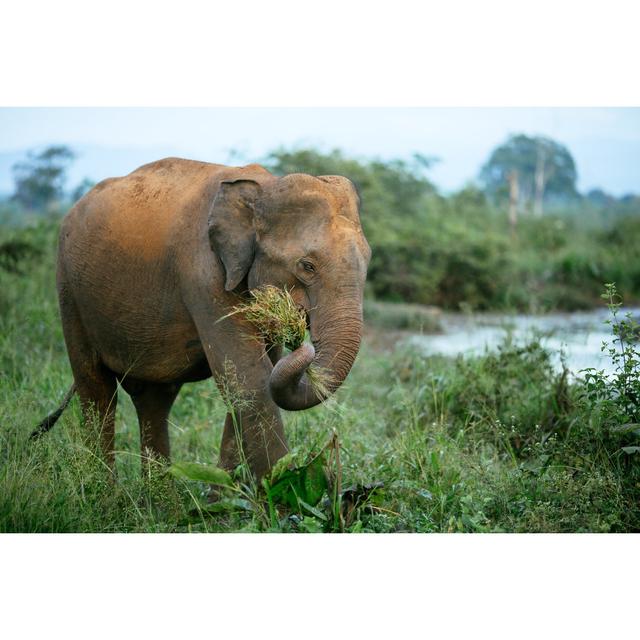 Elephant in Nature Reserve by Bene_A - Wrapped Canvas Photograph Latitude Run Size: 81cm H x 122cm W on Productcaster.