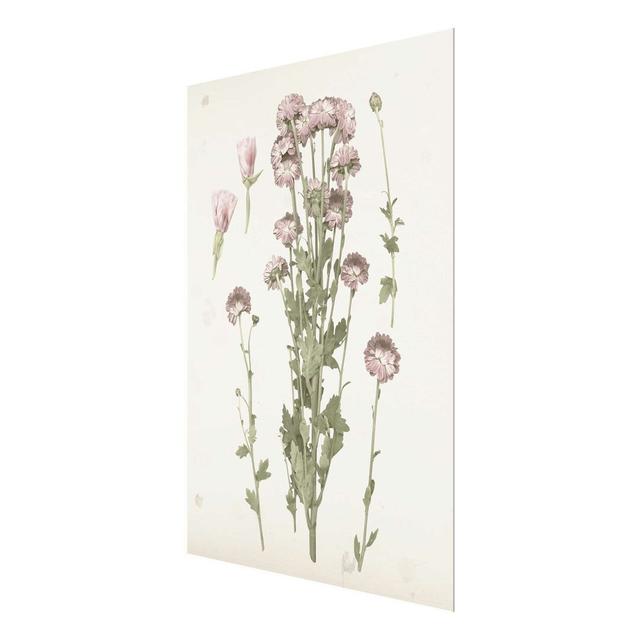 Herbarium in Pink I - Graphic Art Print on Glass East Urban Home Size: 80cm H x 60cm W x 0.4cm D on Productcaster.