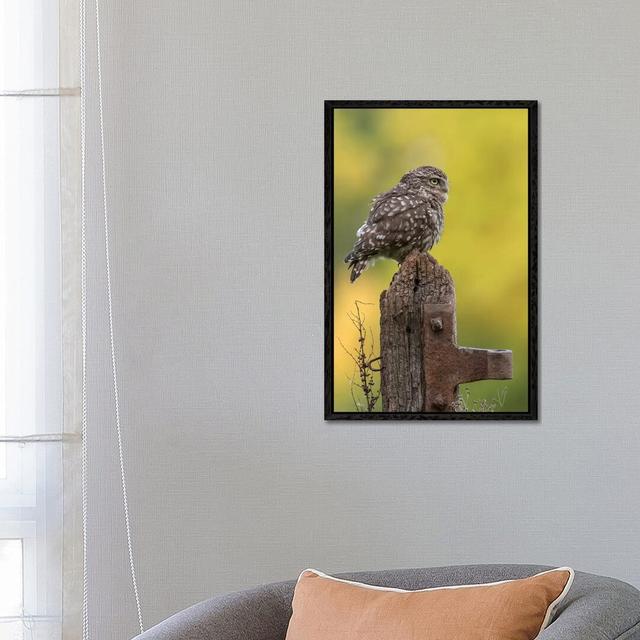 Resting Little Owl by Dean Mason - Print on Canvas Ebern Designs Size: 66.04cm H x 45.72cm W x 3.81cm D, Format: Black Framed on Productcaster.