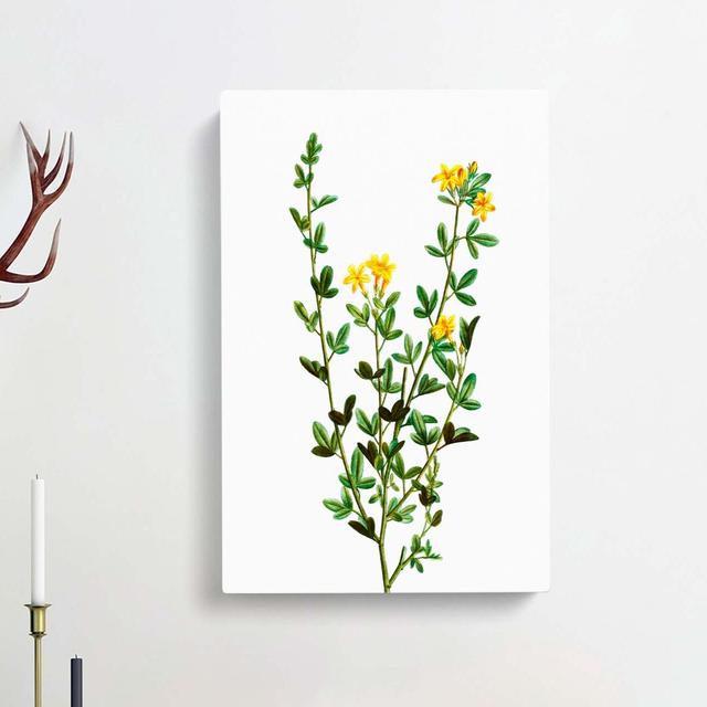 Yellow Jasmine Flowers by Pierre-Joseph Redoute - Wrapped Canvas Painting Print East Urban Home Size: 50cm H x 35cm W x 3cm D on Productcaster.