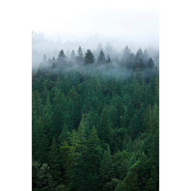 Mist In Forest by Dny59 - Wrapped Canvas Art Prints Alpen Home Size: 30cm H x 20cm W on Productcaster.