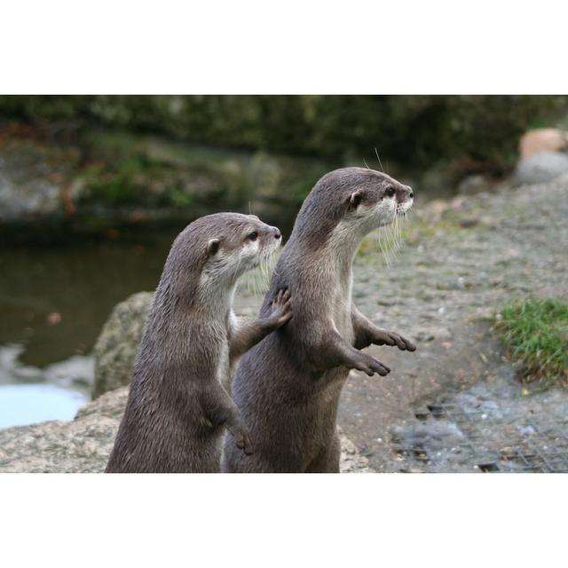 Otters On High Alert - Wrapped Canvas Print 17 Stories Size: 30cm H x 46cm W on Productcaster.