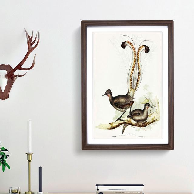 Lyrebird by Elizabeth Gould - Picture Frame Painting Print East Urban Home Frame Option: Walnut Framed, Size: 65cm H x 48cm W x 2cm D on Productcaster.