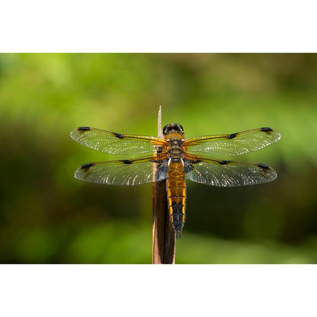 Glenpool Dragonfly by Helen Davies - Wrapped Canvas Print Latitude Run Size: 51cm H x 76cm W x 3.8cm D on Productcaster.