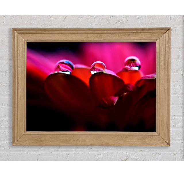 Single Picture Frame Art Prints Bright Star Size: 100cm H x 141.4cm W on Productcaster.