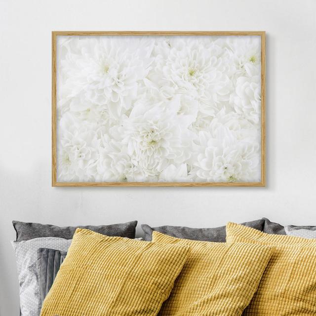 Dahlias Flower Sea White - Picture Frame Graphic Art Rosalind Wheeler Size: 40cm H x 55cm W x 2cm D, Frame Option: Brown Framed on Productcaster.