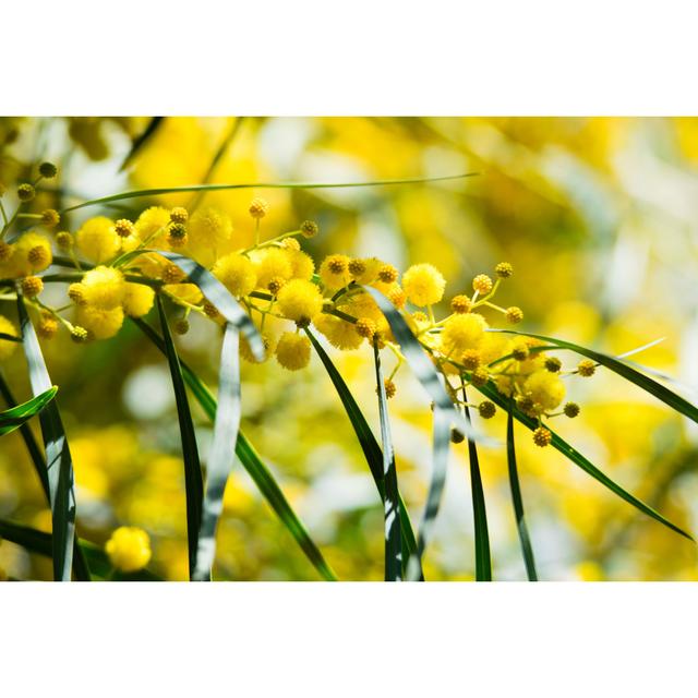 Acacia Pycnantha by OllyPlu - Wrapped Canvas Print 17 Stories Size: 61cm H x 91cm W on Productcaster.