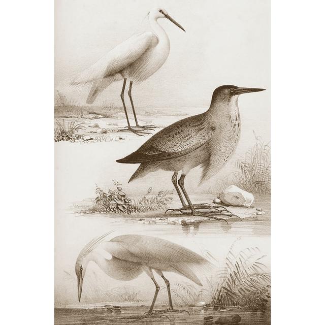 Sepia Water Birds IV House of Hampton Size: 76cm H x 51cm W on Productcaster.