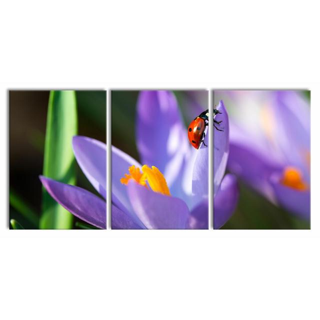 Crocus Blossom With A Ladybird - 3 Piece Wrapped Canvas Print East Urban Home Size: 100 cm H x 210 cm W on Productcaster.