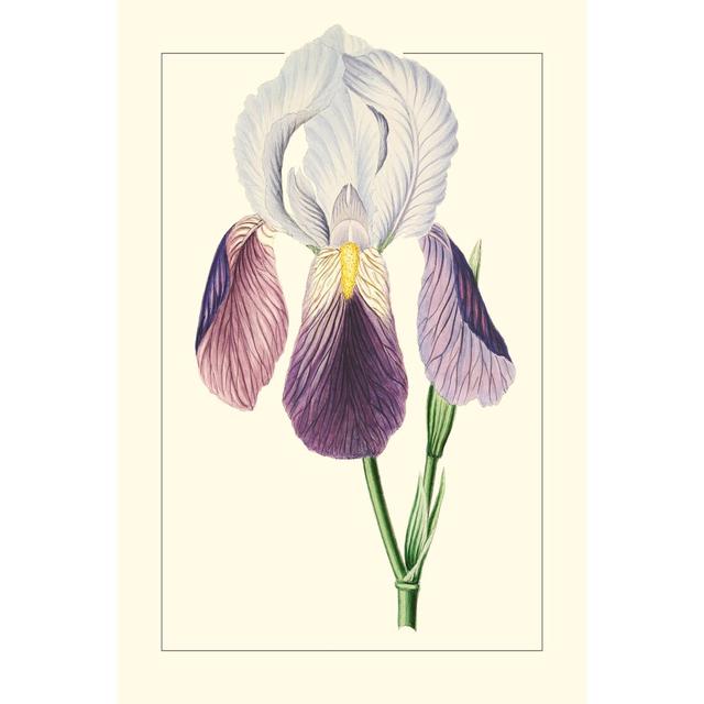 Purple Irises I - Wrapped Canvas Painting Marlow Home Co. Size: 30cm H x 20cm W on Productcaster.