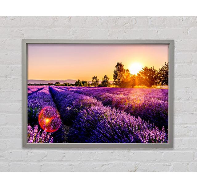 Sunflare Over The Lavender - Single Picture Frame Art Prints on Canvas Bright Star Size: 100cm H x 141.4cm W on Productcaster.