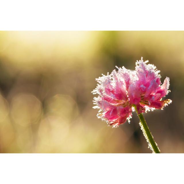 Flower Clover Covered With Hoarfrost by Yanikap - Wrapped Canvas Print Ebern Designs Size: 20cm H x 30cm W on Productcaster.