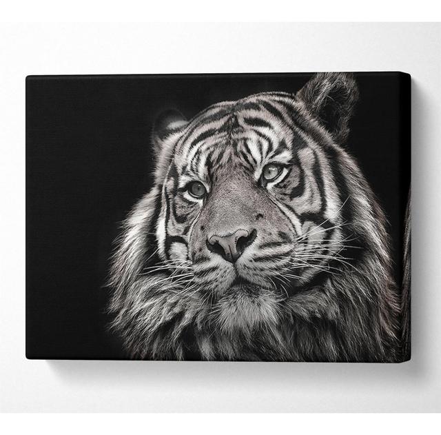 Handsome Black and White Tiger - Wrapped Canvas Photograph 17 Stories Size: 50.8cm H x 81.3cm W on Productcaster.