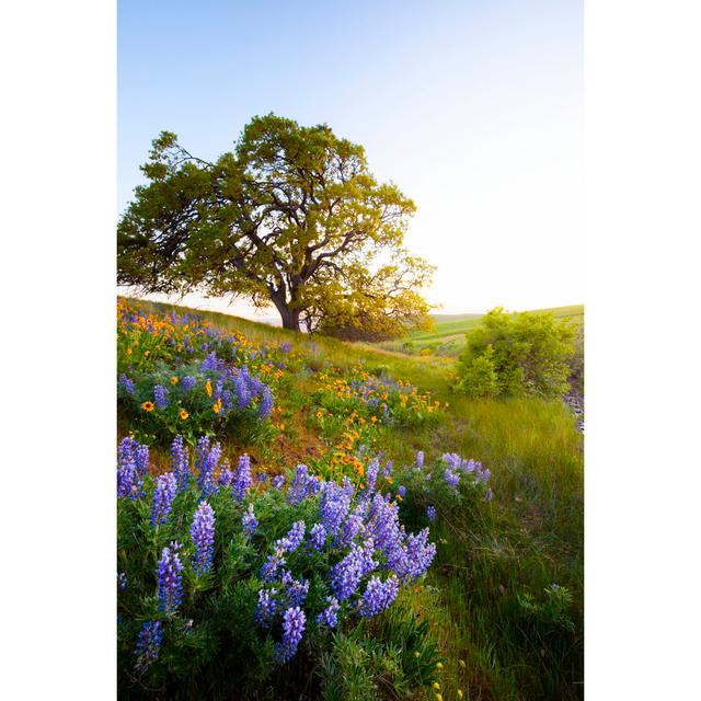 Columbia Hills State Park Washington von DaveAlan - Kunstdrucke auf Leinwand Marlow Home Co. Größe: 120 cm H x 80 cm B on Productcaster.