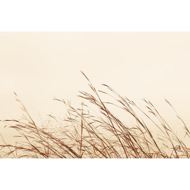 Country Grasses II by Nathan Larson - Wrapped Canvas Print August Grove Size: 51cm H x 76cm W on Productcaster.