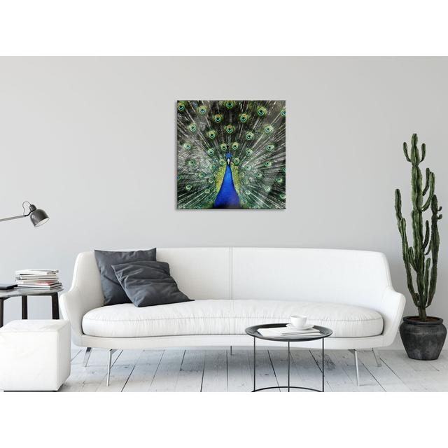 Beautiful Peacock with Feathers - Unframed Photograph on Glass Bloomsbury Market Size: 60cm H x 60cm W x 0.4cm D on Productcaster.