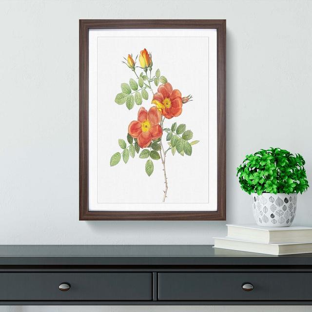 Austrian Briar Rose by Pierre-Joseph Redoute - Single Picture Frame Painting East Urban Home Frame Option: Walnut Framed, Size: 33cm H x 24cm W x 2cm on Productcaster.