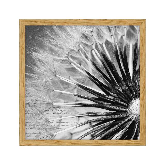 Dandelion Black and White - Picture Frame Graphic Art Rosalind Wheeler Size: 50cm H x 50cm W x 2cm D, Frame Option: Brown Framed on Productcaster.