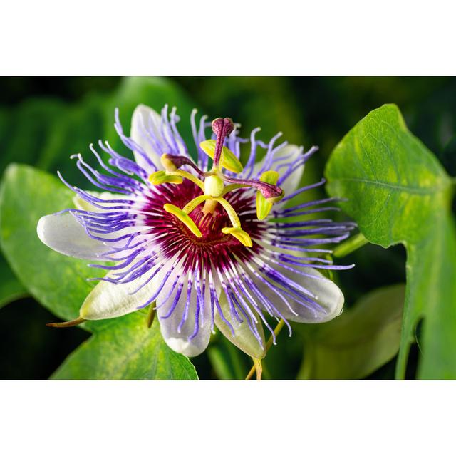 Passiflora Caerulea Flower Closeup - Leinwanddrucke auf Leinwand 17 Stories Größe: 81 cm H x 122 cm B x 3,8 cm T on Productcaster.