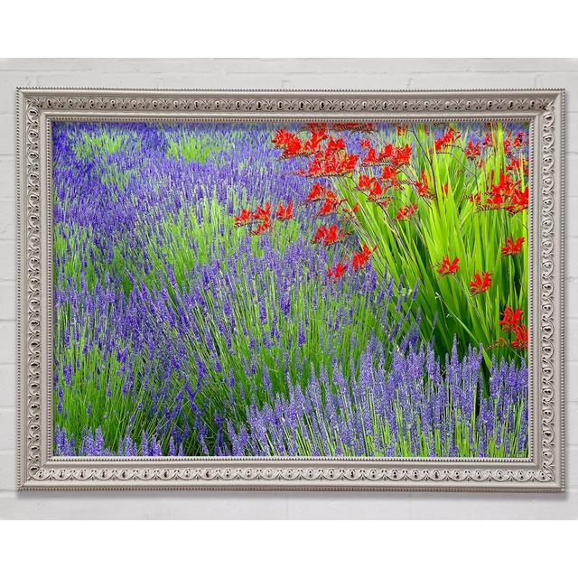 Lavender And Crocosmia Framed Print Bright Star Size: 84.1cm H x 118.9cm W on Productcaster.