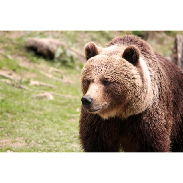 Brown Bear by Jammisammi - Wrapped Canvas Photograph Union Rustic Size: 81.28cm H x 121.92cm W on Productcaster.