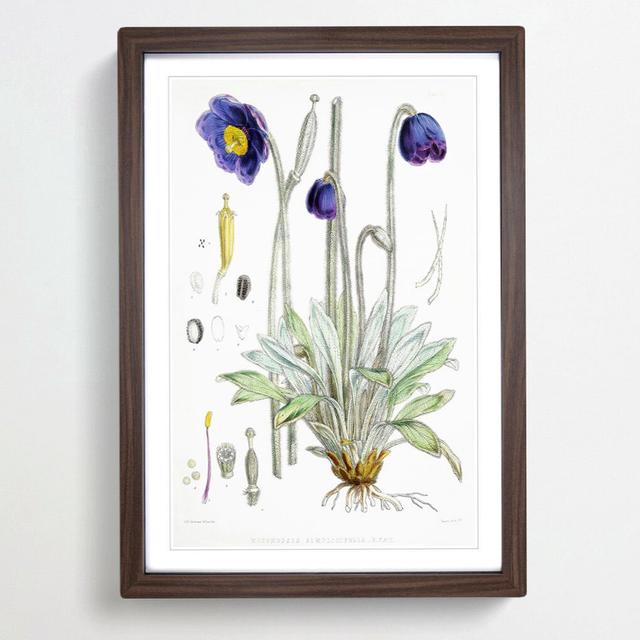 Himalayan Blue Poppy by W. H. Fitch - Picture Frame Painting Print on MDF East Urban Home Size: 65cm H x 48cm W x 2cm D, Frame Option: Walnut Framed on Productcaster.