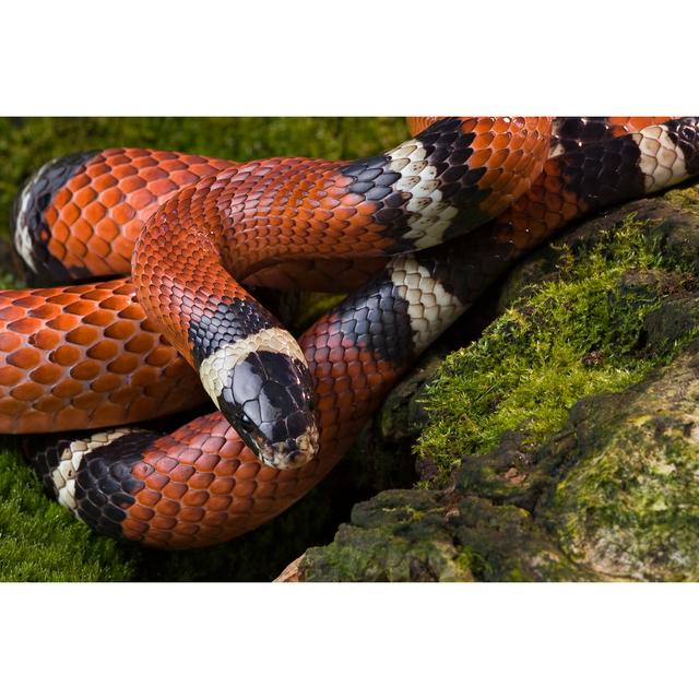 Milk Snake - Wrapped Canvas Print Ebern Designs Size: 81cm H x 122cm W x 3.8cm D on Productcaster.