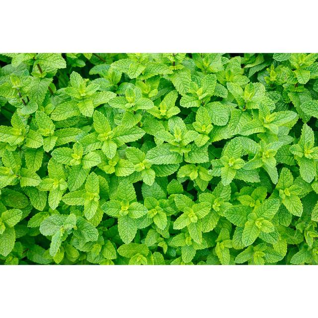 Lawniczak Mint Leaves by Naumoid - Wrapped Canvas Print 17 Stories Size: 51cm H x 76cm W x 3.8cm D on Productcaster.