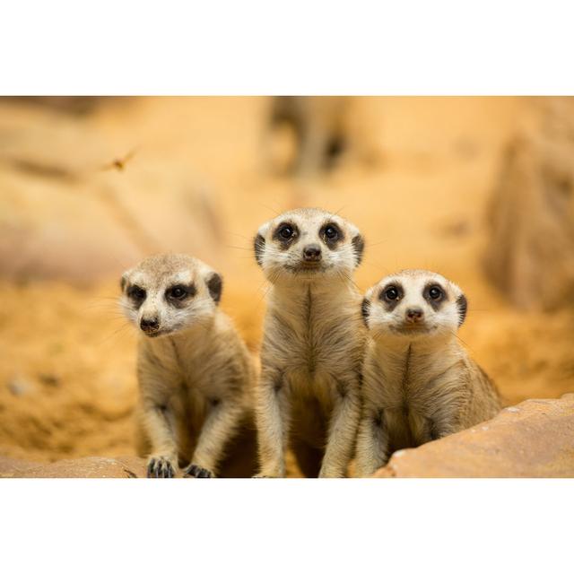 Meerkats - on 17 Stories Size: 61cm H x 91cm W x 3.8cm D on Productcaster.