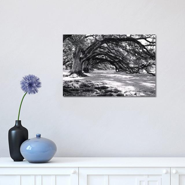 Oak Alley by Ann Hudec - Wrapped Canvas Print Union Rustic Size: 30.48cm H x 45.72cm W x 1.905cm D on Productcaster.