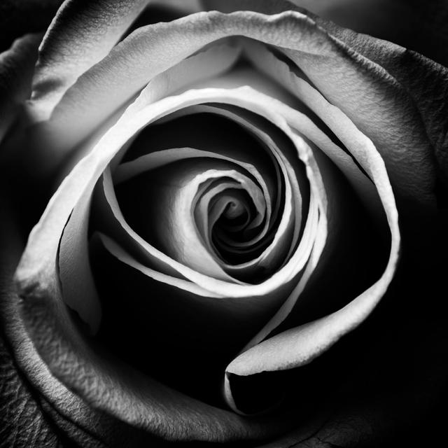 Macro Rose Flower by Letty17 - Print 17 Stories Size: 60cm H x 60cm W on Productcaster.