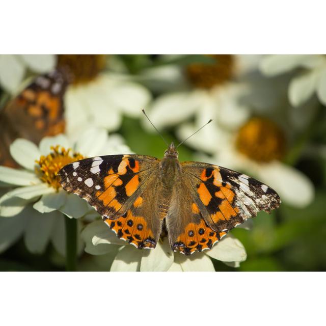 Maika Migrating Butterfly by Caleb Stewart - Wrapped Canvas Photograph Brambly Cottage Size: 30cm H x 46cm W x 3.8cm D on Productcaster.