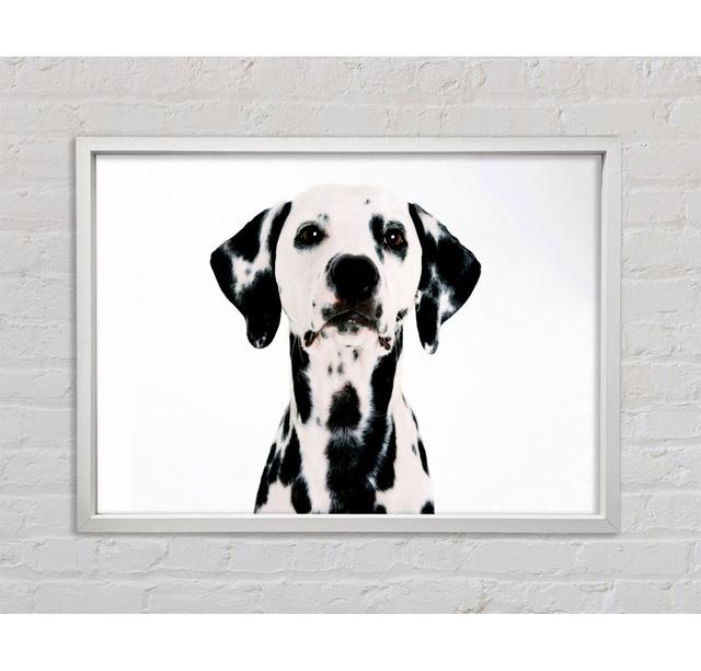 Dalmatian Beauty Framed Print Ebern Designs Size: 59.7cm H x 84.1cm W x 3.3cm D on Productcaster.