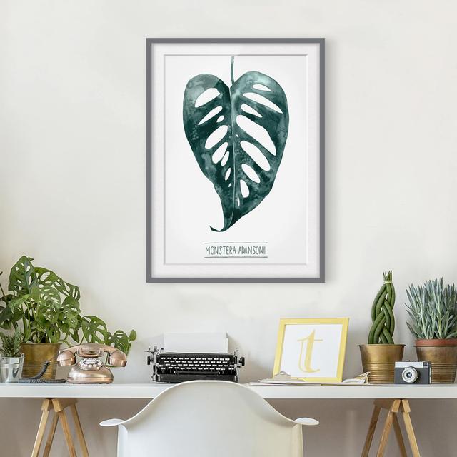 Emerald Green Monstera Adansonii - Picture Frame Graphic Art 17 Stories Frame Option: Grey, Size: 40cm H x 30cm W x 2cm D on Productcaster.