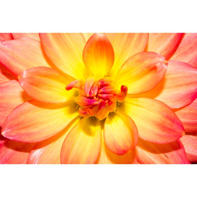 Dahlia Flowers by Piyaphat50 - Wrapped Canvas Print Latitude Run Size: 81cm H x 122cm W x 3.8cm D on Productcaster.